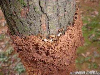 防治白蚁药,白蚁的防治