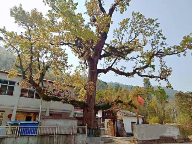 温州乐清900多岁的“树王”，长这样