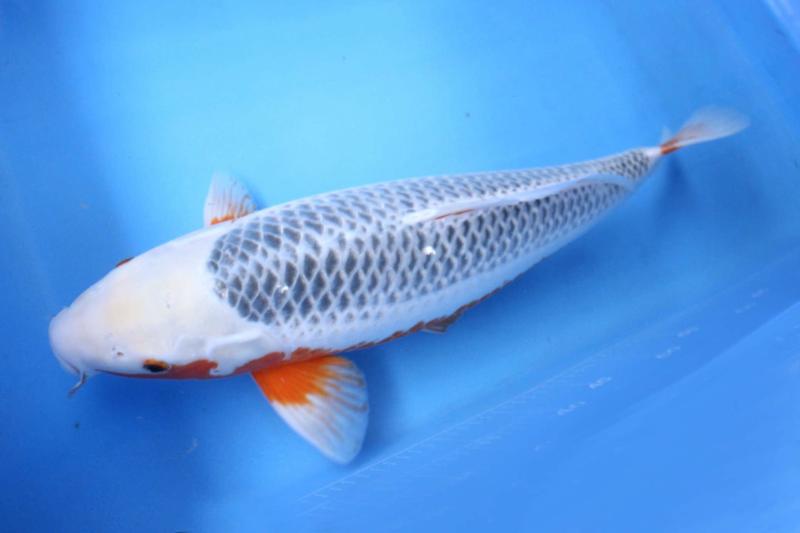 鱼百滋酸菜鱼即墨团购,鱼百科app