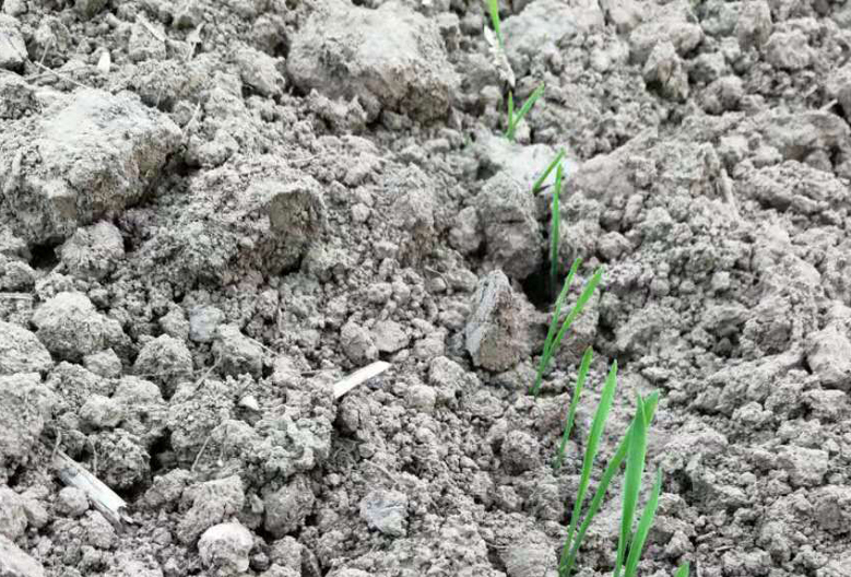 小麦地里水分大怎么处理,小麦厚长势好怎么管理