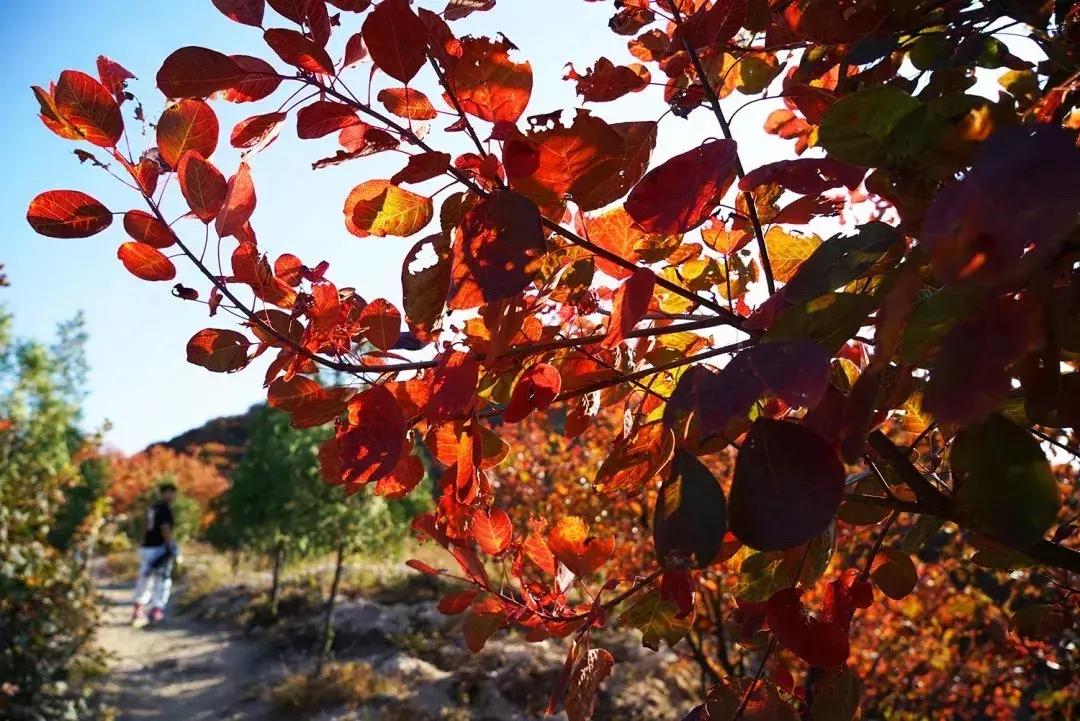 顺义大芦苇荡樱桃采摘园,顺义五大樱桃园