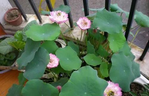 碗莲为什么总爱在盆子边上长叶子,为什么喜欢养碗莲