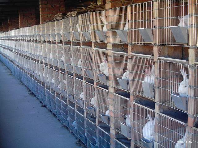 农村养殖致富小创业项目有哪些,农村最赚钱的五个养殖项目是哪些