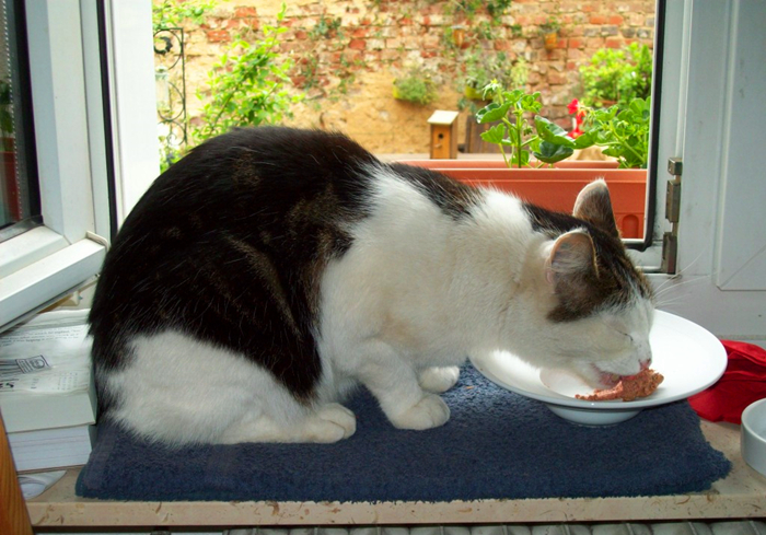 辟谣,猫咪补锰就喂它动物毛?当心爱猫肠梗阻,猫咪:刚吐完啊