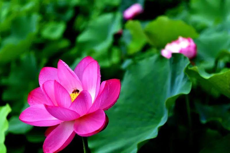 游玩赏荷花景点推荐,国家4a级景区荷花花海介绍