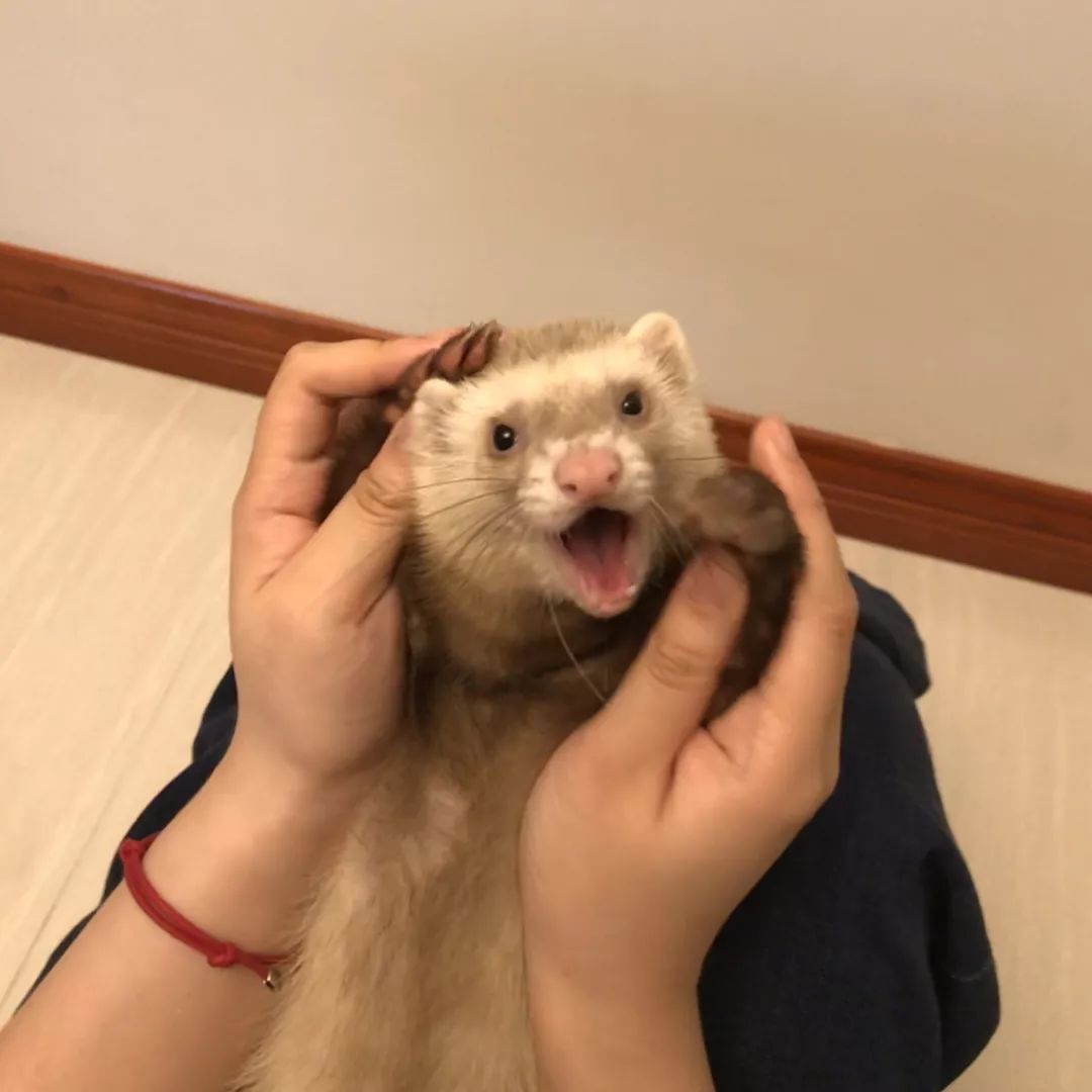 一只鸭子一万五元,一只鸭子一万多