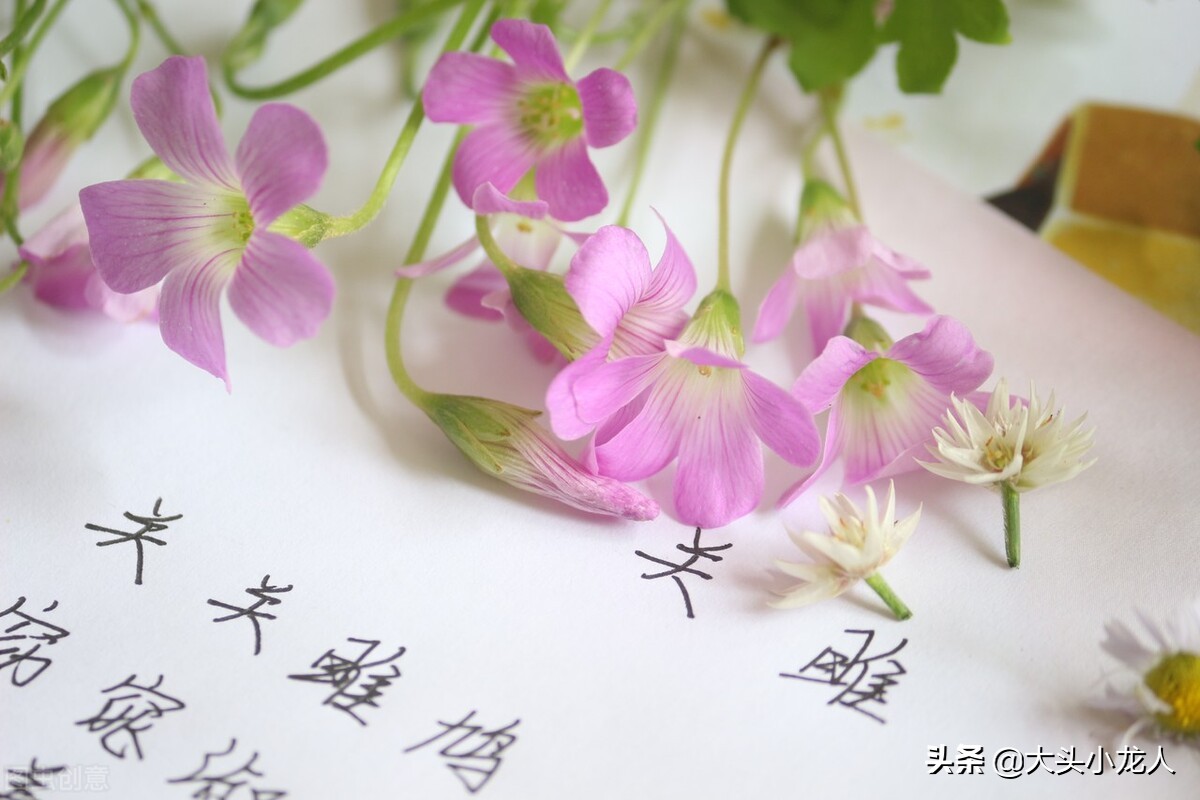 投我以木桃报之以琼瑶书法,诗经投我以木桃报之以琼瑶图片