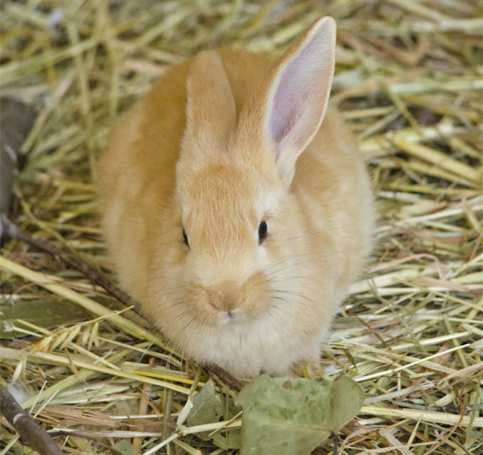 养兔如何让它营养均匀,养兔技术家兔给药方法汇总
