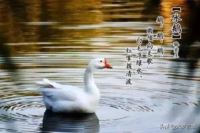 北国江南,北国江南豫南水乡