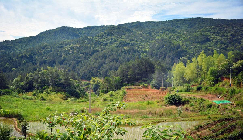 返乡创业养鹅的人,回家养鹅创业项目