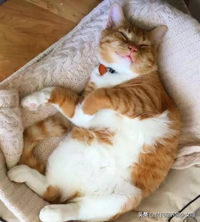 不是《武林秘籍》是《撸猫秘籍》,猫咪被撸时最爱的7个位置