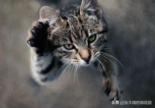猫咪总喜欢咬自己的毛,猫咪总喜欢咬主人