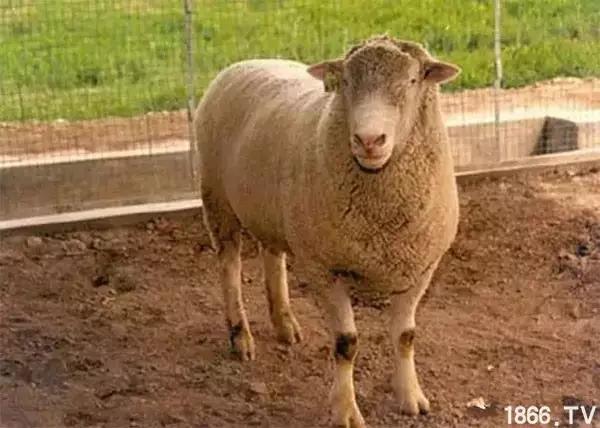 最厉害的10种羊,最好的种羊是什么品种呢