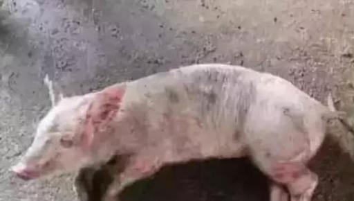 猪四种腿瘸的原因和治疗方法,猪走路一瘸一拐怎么治