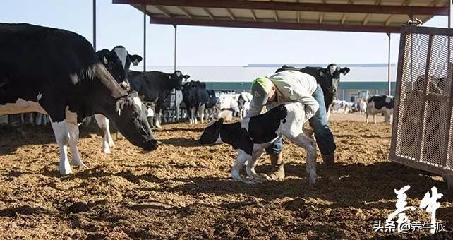 「守卫健康」犊牛死胎率太高！要控制！