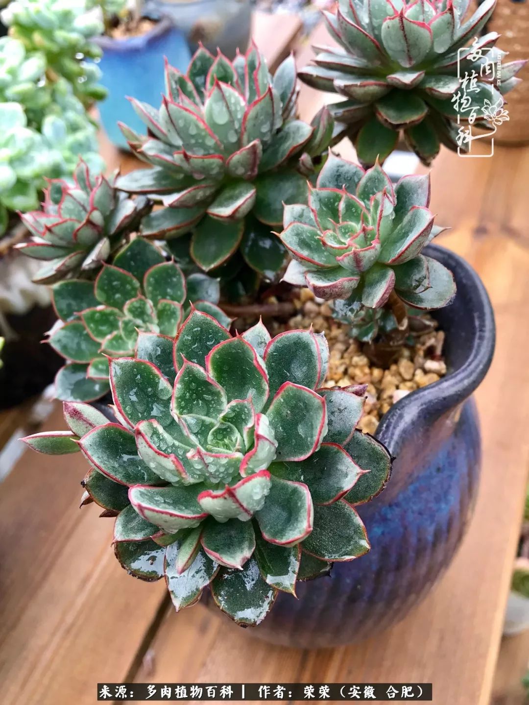 入秋后多肉是露养好还是室内养好,入夏后露养的多肉要搬进室内吗