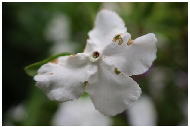 浣宠兘eosrp50mm1.8鍙傛暟,浣宠兘eosrprf28