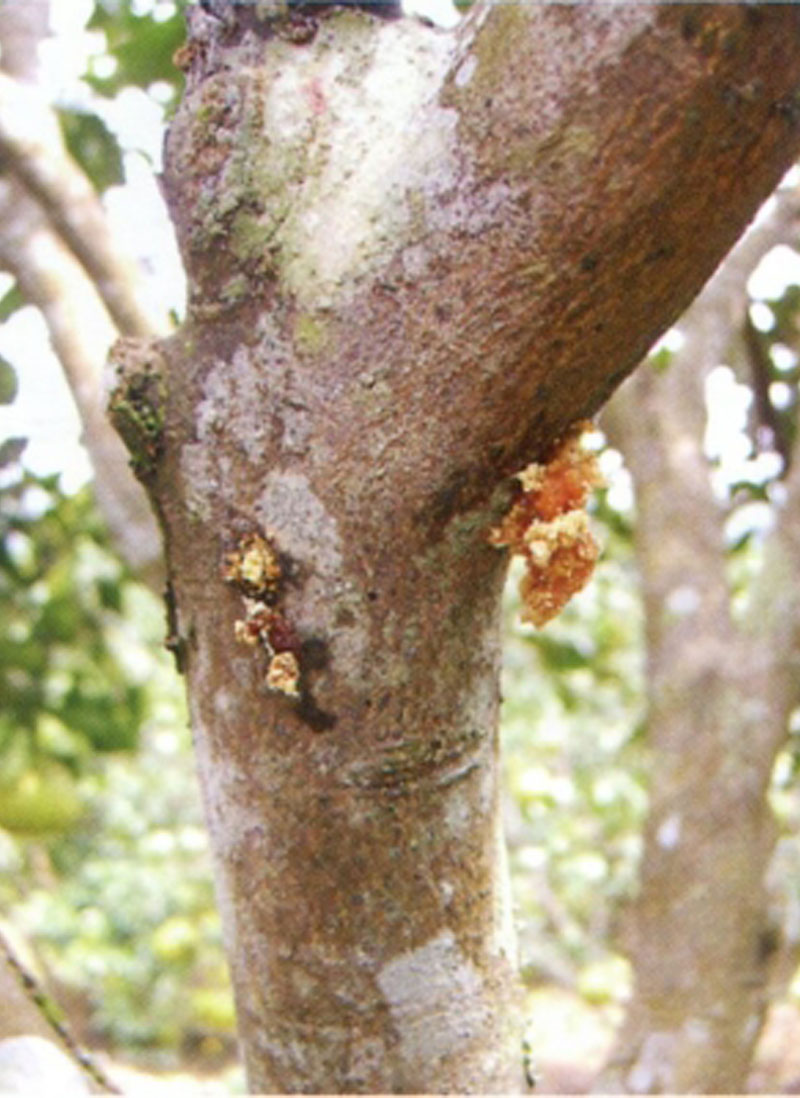 褐天牛最佳防治方法,松褐天牛防治技术规程