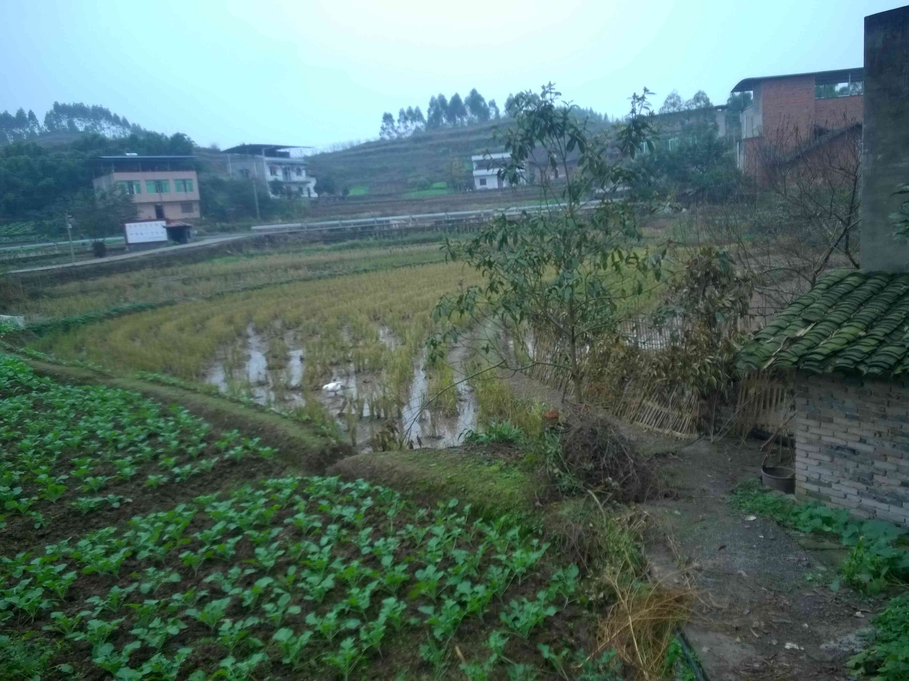 一户一户两宅基地怎么办,农村宅基地一户一宅会收回吗