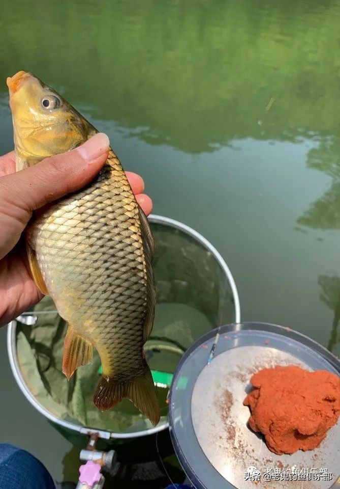 科学钓鱼评测老鬼速胜者鱼竿,老鬼速胜者7.2鱼竿测评