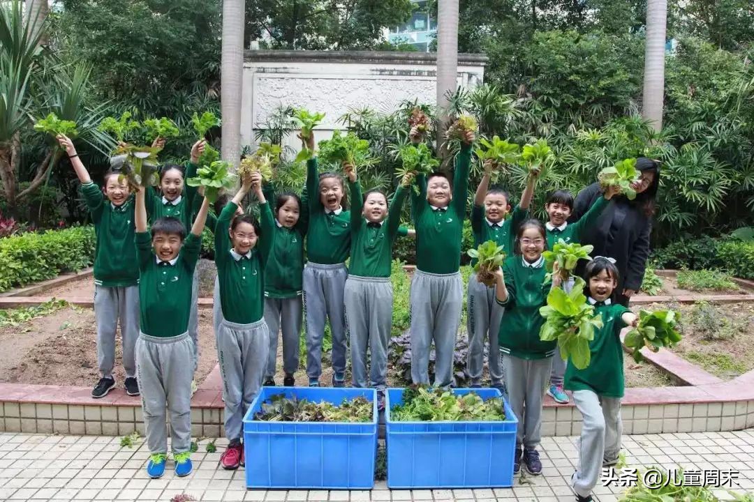 深圳外国语小学有什么政策,深圳春蕾小学升百合外国语