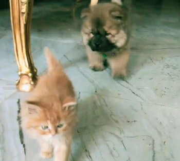 小松狮犬与松狮犬的区别,家有宝宝养小狗合适吗