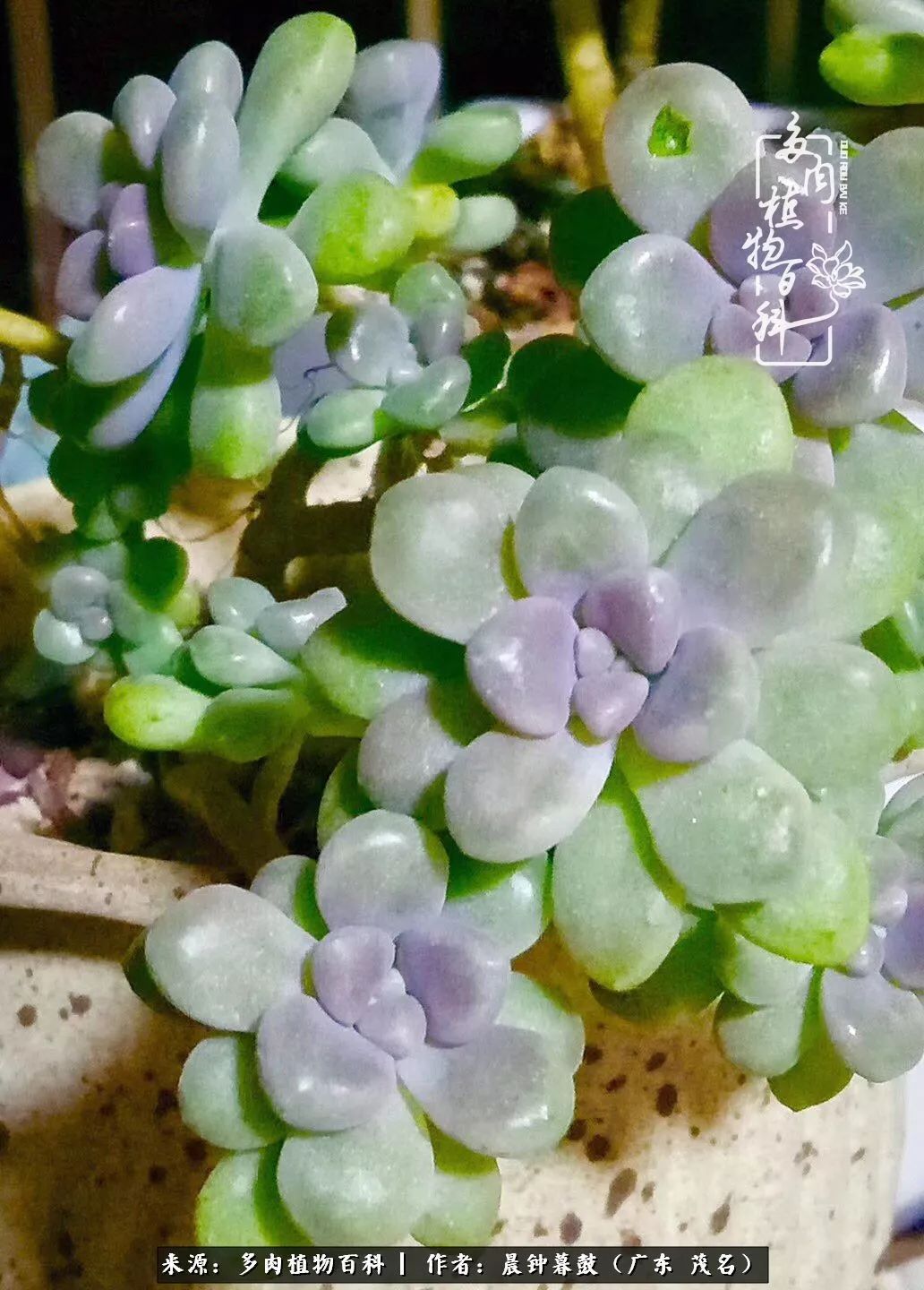 轻轻地告诉你,我的多肉也曾美过,不信你看看