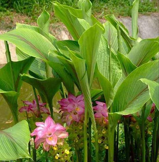 肝癌等恶性肿瘤药方中，常出现的一味中药莪术，原来效果这么棒