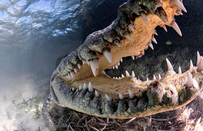 美洲鳄动物介绍,美洲鳄和鳄鱼的区别