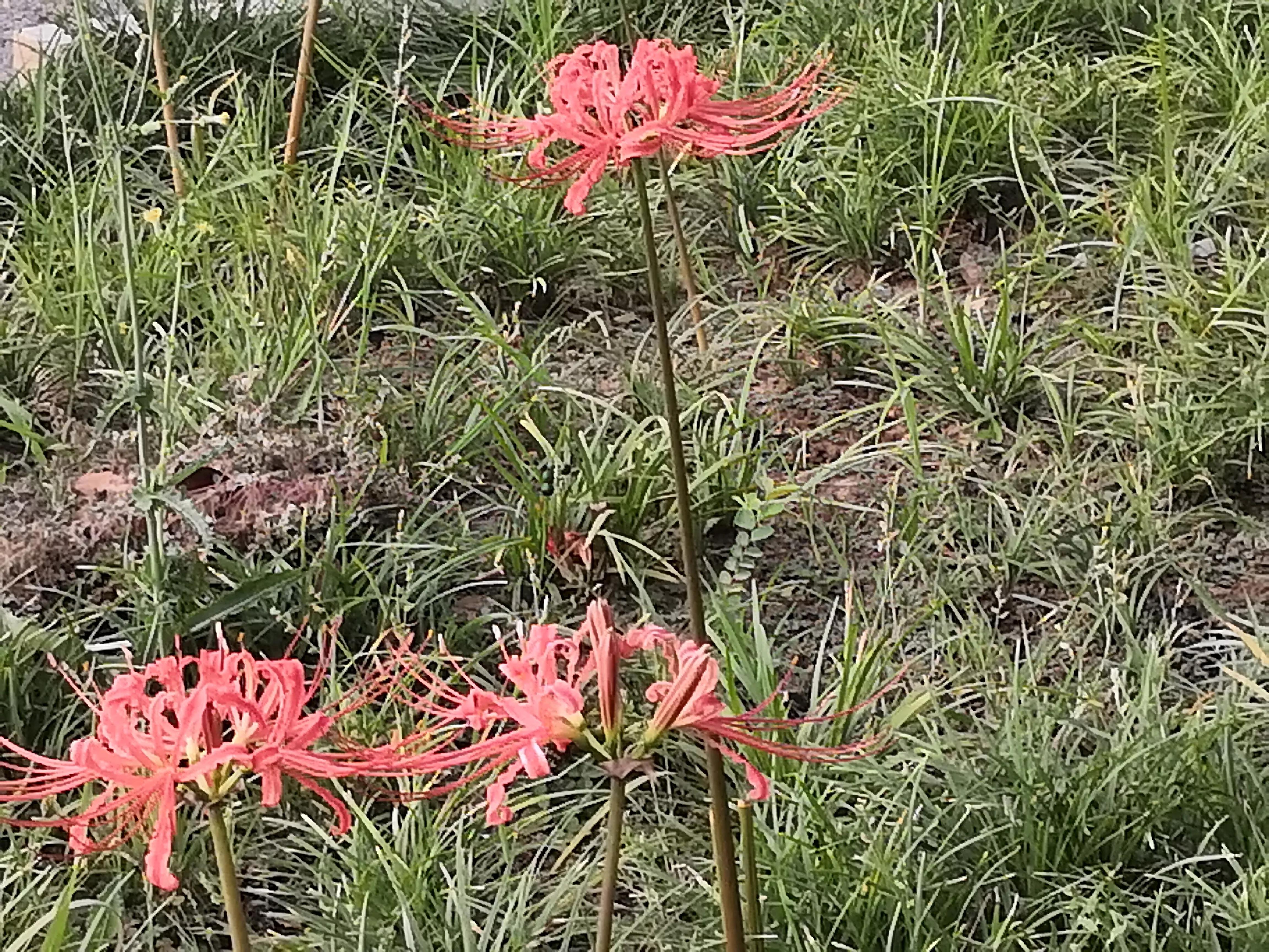 曼珠沙华有毒吗怎么养 (曼珠沙华有毒吗可以治吗)