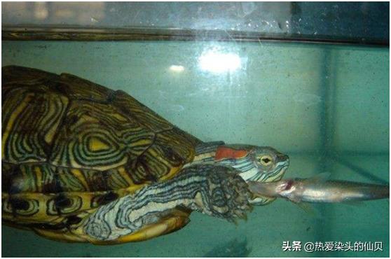 龟易应激怎么调理,龟生病是怎样的表现