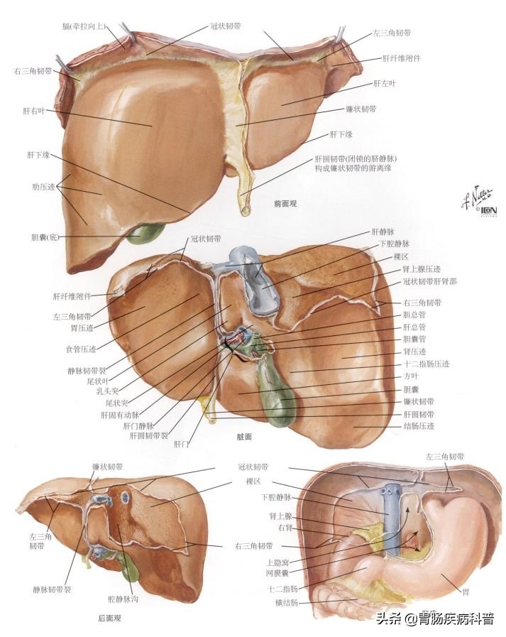 腹部消化系统解剖图谱,小儿消化系统解剖图谱