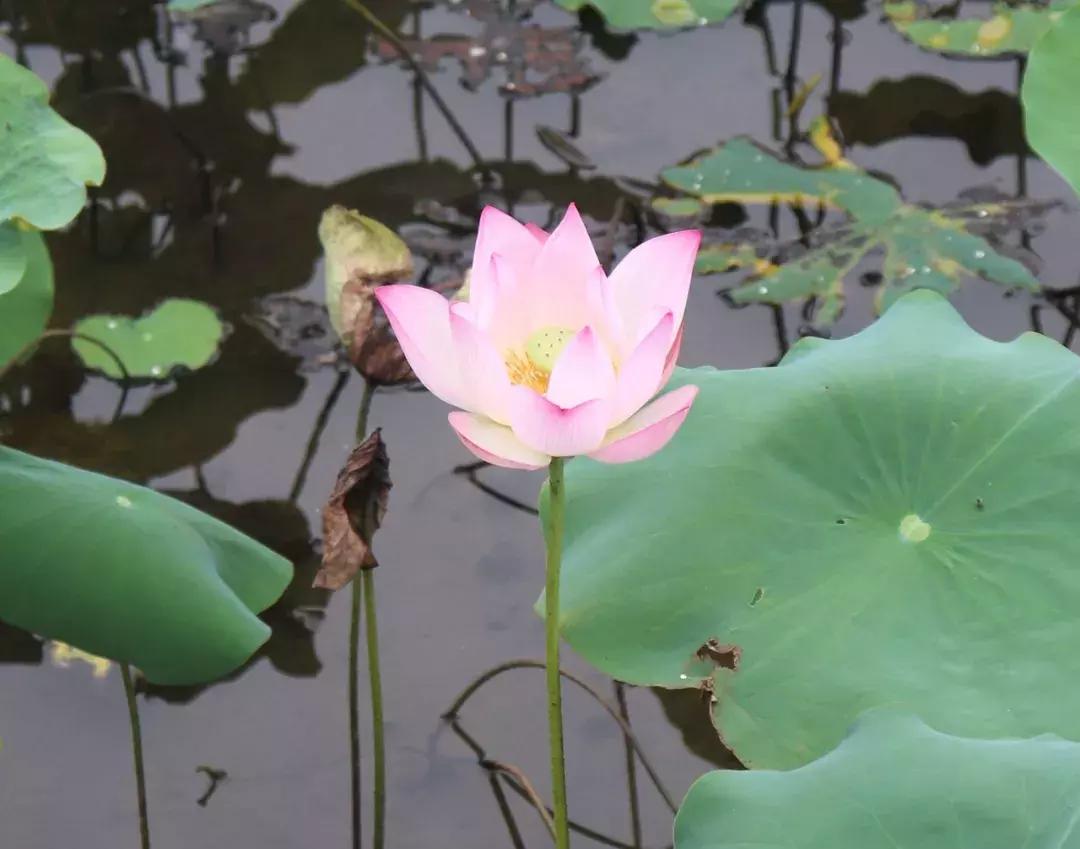 又到一年赏荷季又见荷花,广州莲花山荷花