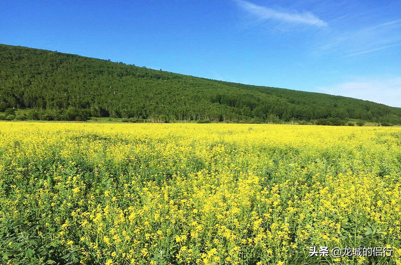 金帐汗国有哪些蒙古部落,正蓝旗金帐镇大营