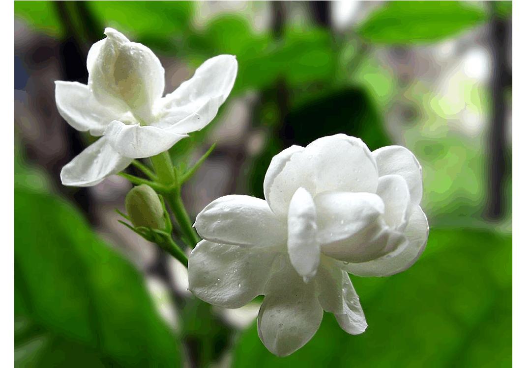 养花也要经历九九八十一难,养花的苦恼有哪些