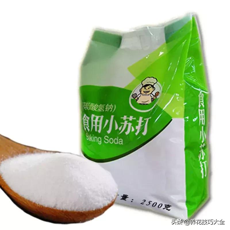 这4种花卉爱喝水浇水越多越旺盛,这几种花草浇水浇不对越养越不好