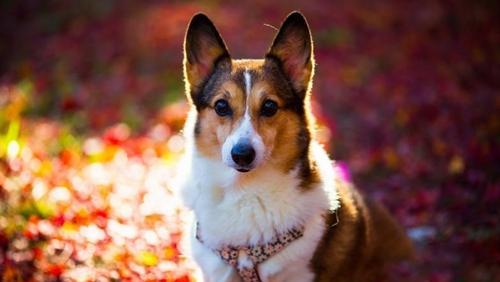 医生帮狗狗挤寄生虫,狗狗有寄生虫用什么药