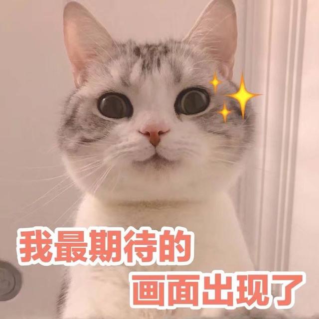 猫咪驱虫的秘密，你们可能不知道，这样驱虫才是正确的