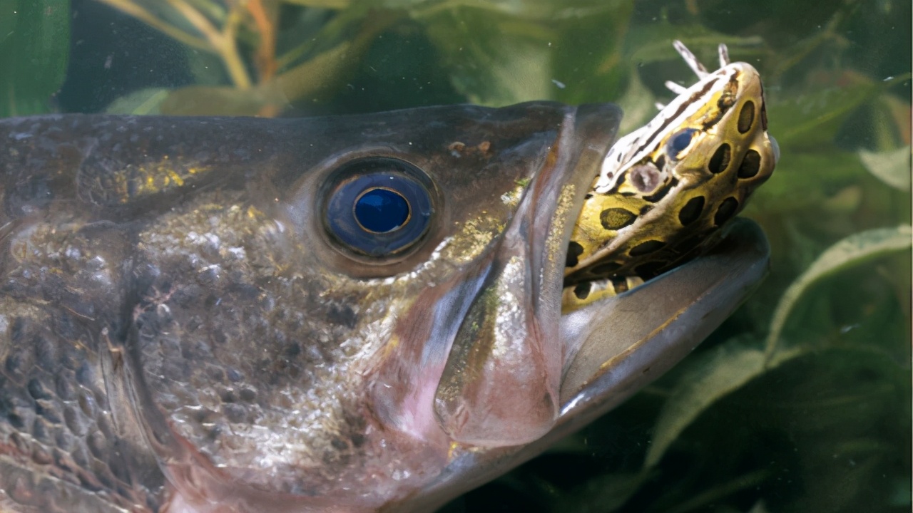 很雷的路亚,雷强路亚钓法视频教程
