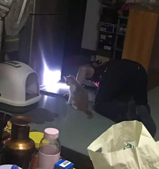 养猫后儿子鼻过敏,妈妈心生一计:不如你搬出去住吧!