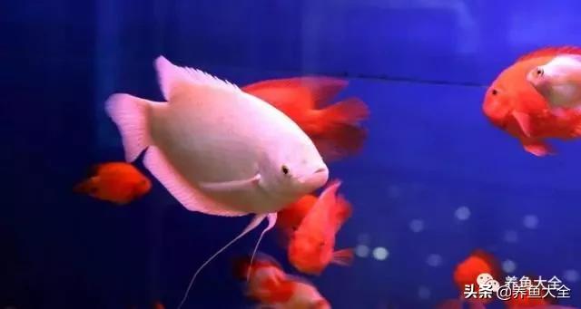 观赏鱼鱼病治疗大全,鱼病治疗视频教程