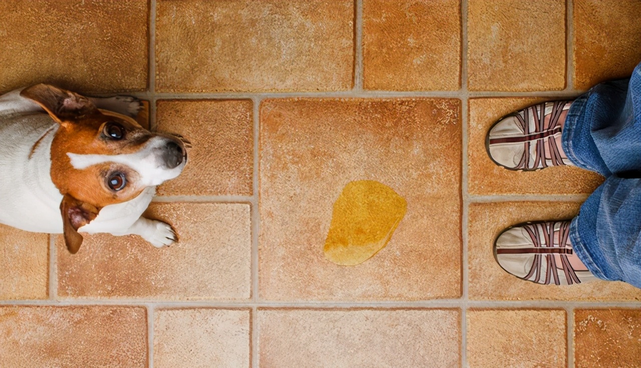 如何训练狗狗去厕所排便视频,怎么训练两个月大的狗狗大小便