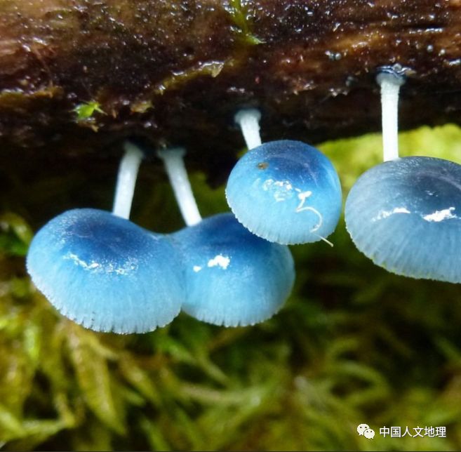 摄影彩色蘑菇,摄影师拍摄迷你蘑菇