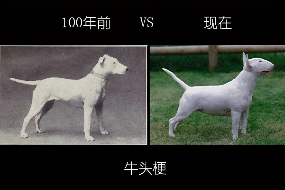 人类禁止*亲近**繁殖，为什么却让狗“回交”？甚至品种越纯越好？