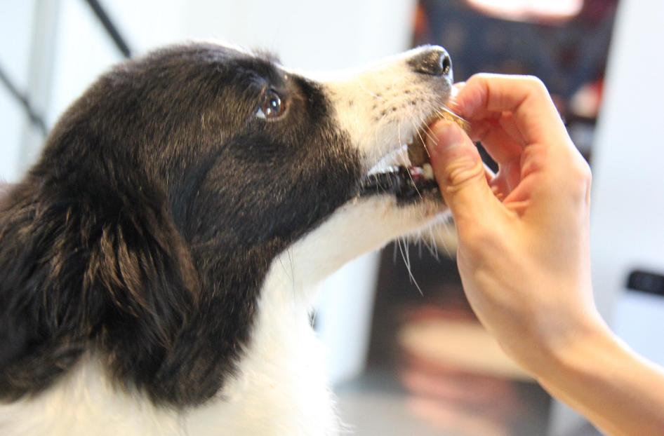 狗狗为什么爱舔人脖子,狗狗为什么爱舔你的手