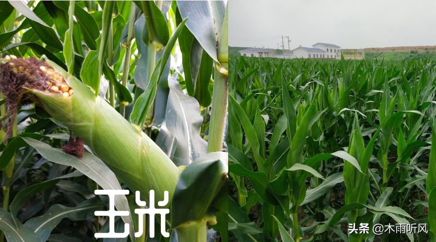 玉米长芽子了怎么处理,玉米长分枝是什么原因
