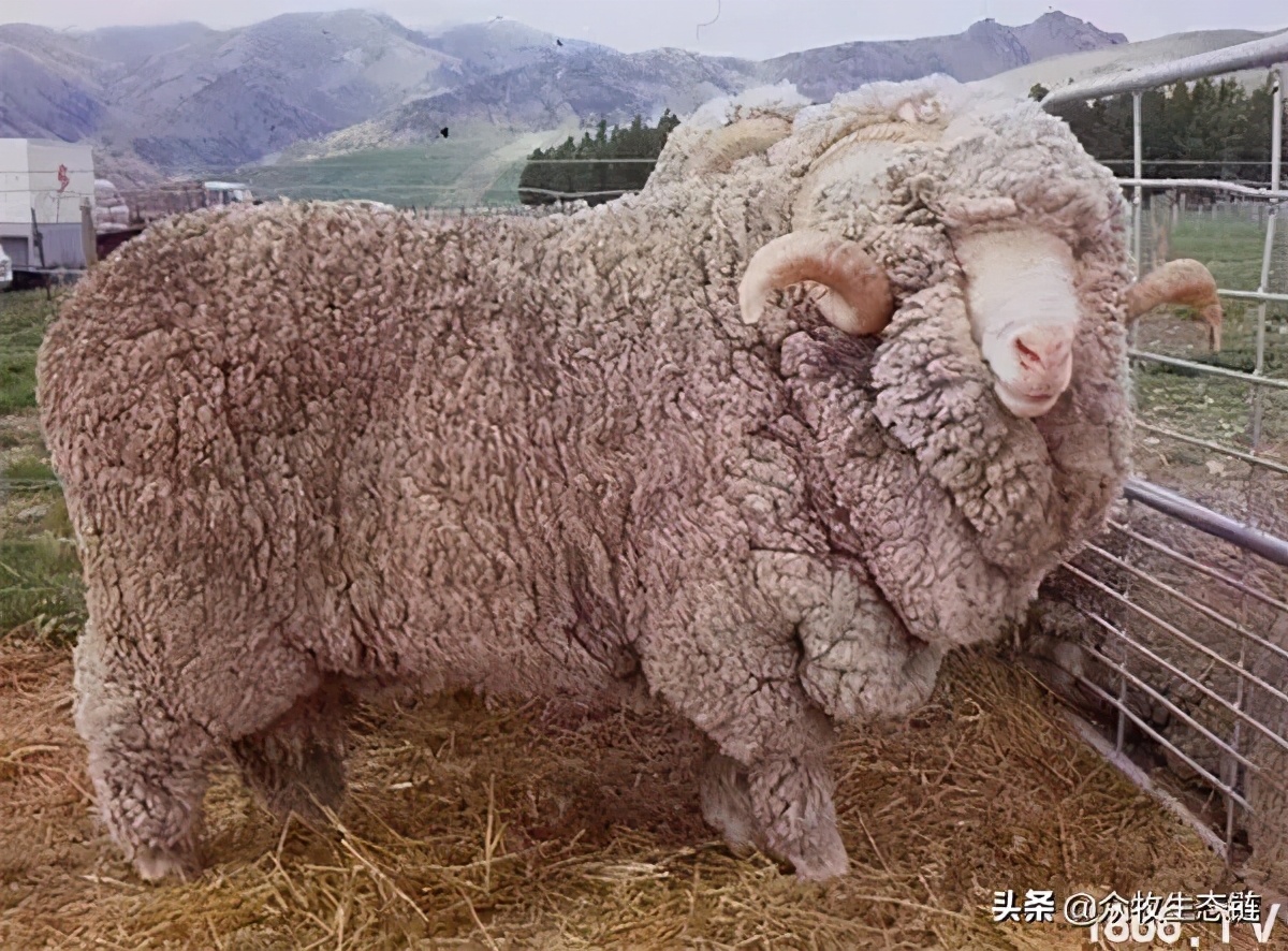 世界上最好的羊是哪个羊,世界最好的羊排名前十