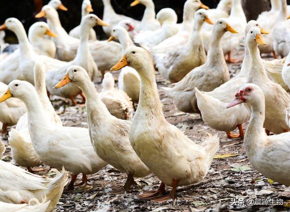 蛋鸭拉稀用什么药,蛋鸭掉毛原因及措施