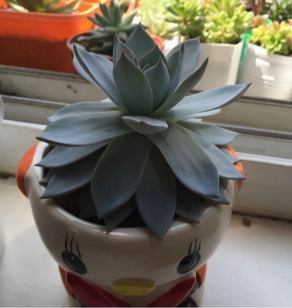 5种好看的多肉,多肉植物超好看白色