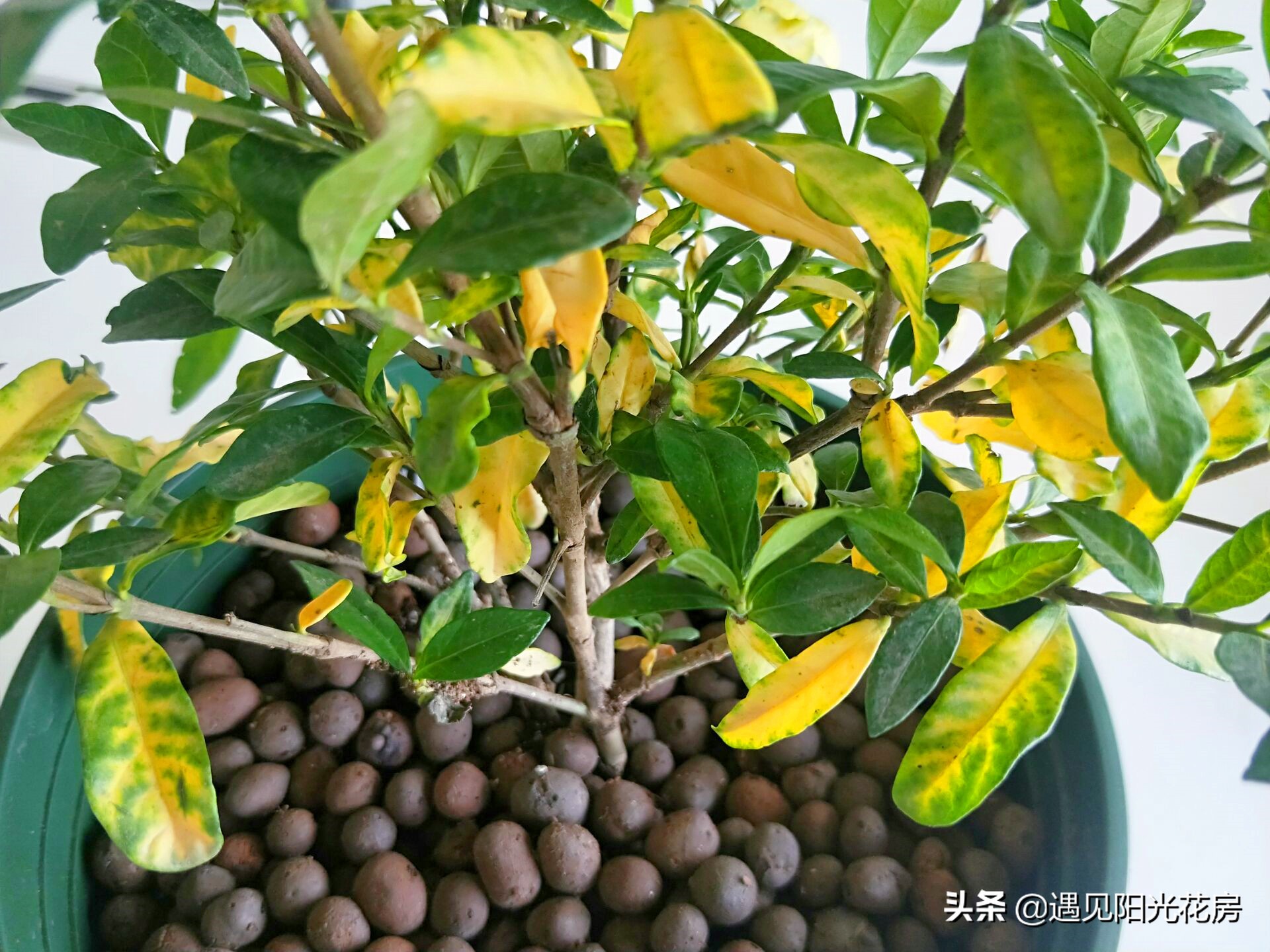 栀子花各种黄叶原因及图解,栀子花黄叶的处理方法讲解